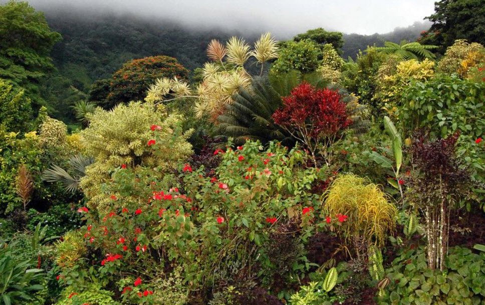 Montreal Gardens, Saint Vincent (Interior), St. Vincent & Grenadines